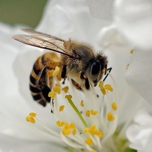 Conseiller en Apithérapie